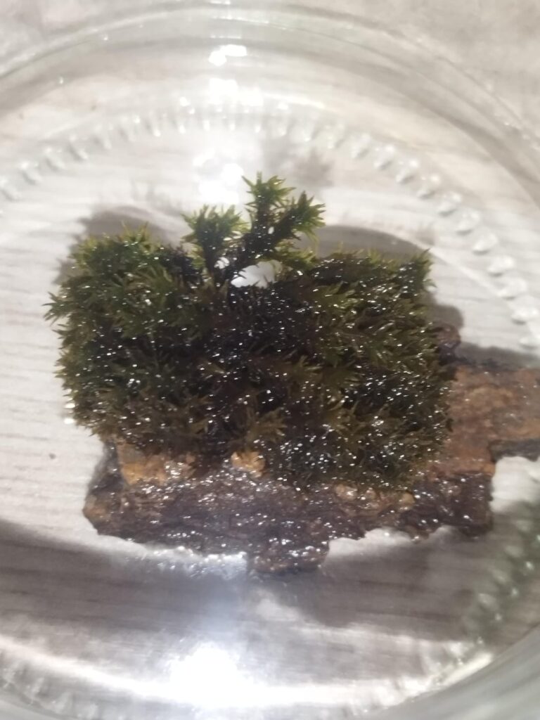 Is there any hope in saving this moss ? Is there any hope in saving this moss ?