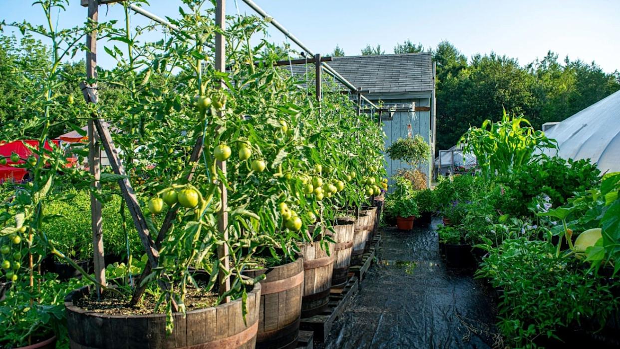 container garden tomato plants in wisky barrel