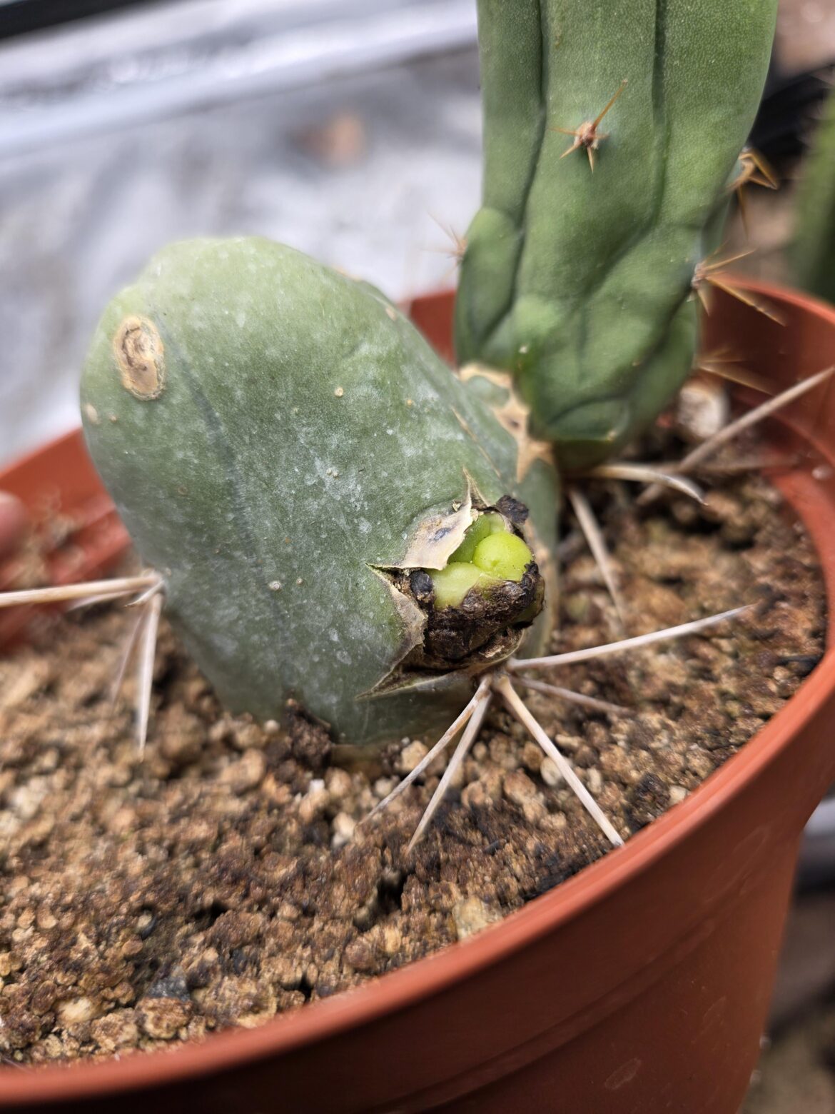 Is this normal pupping?