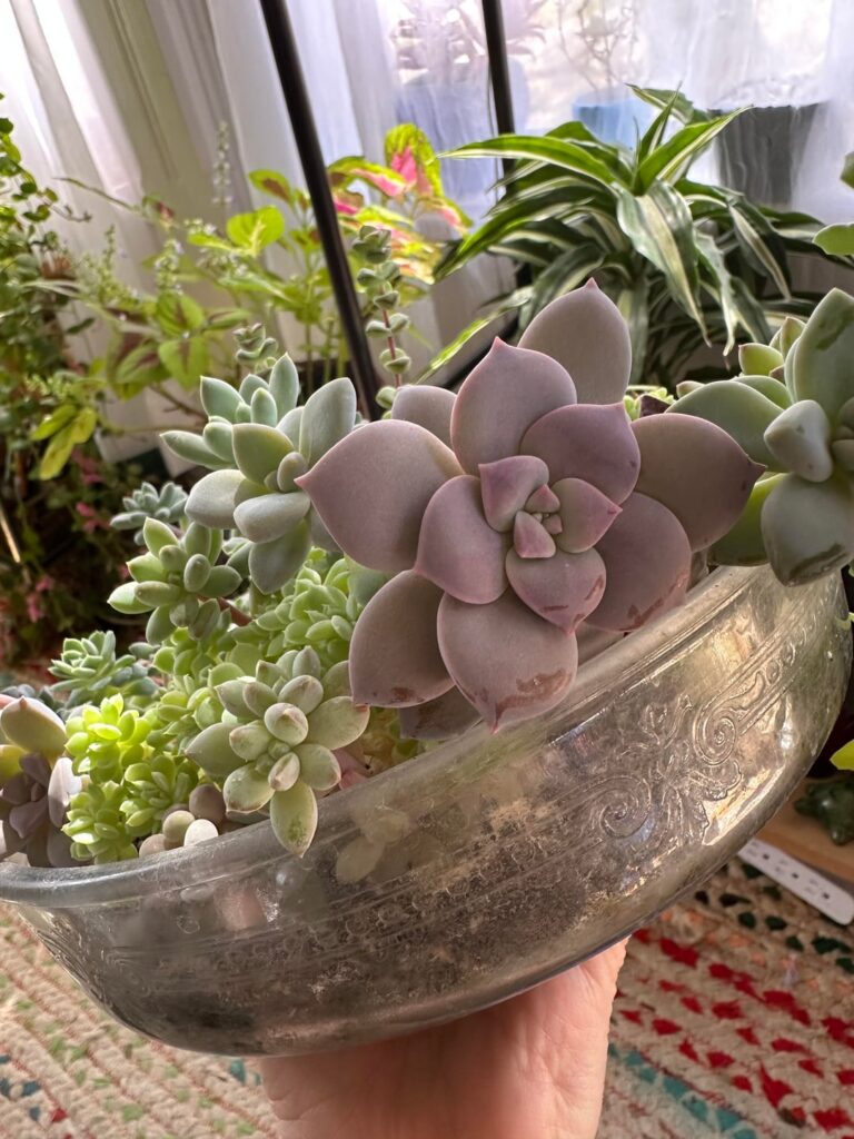 Finally took a look at the sun facing side of my random leaf props