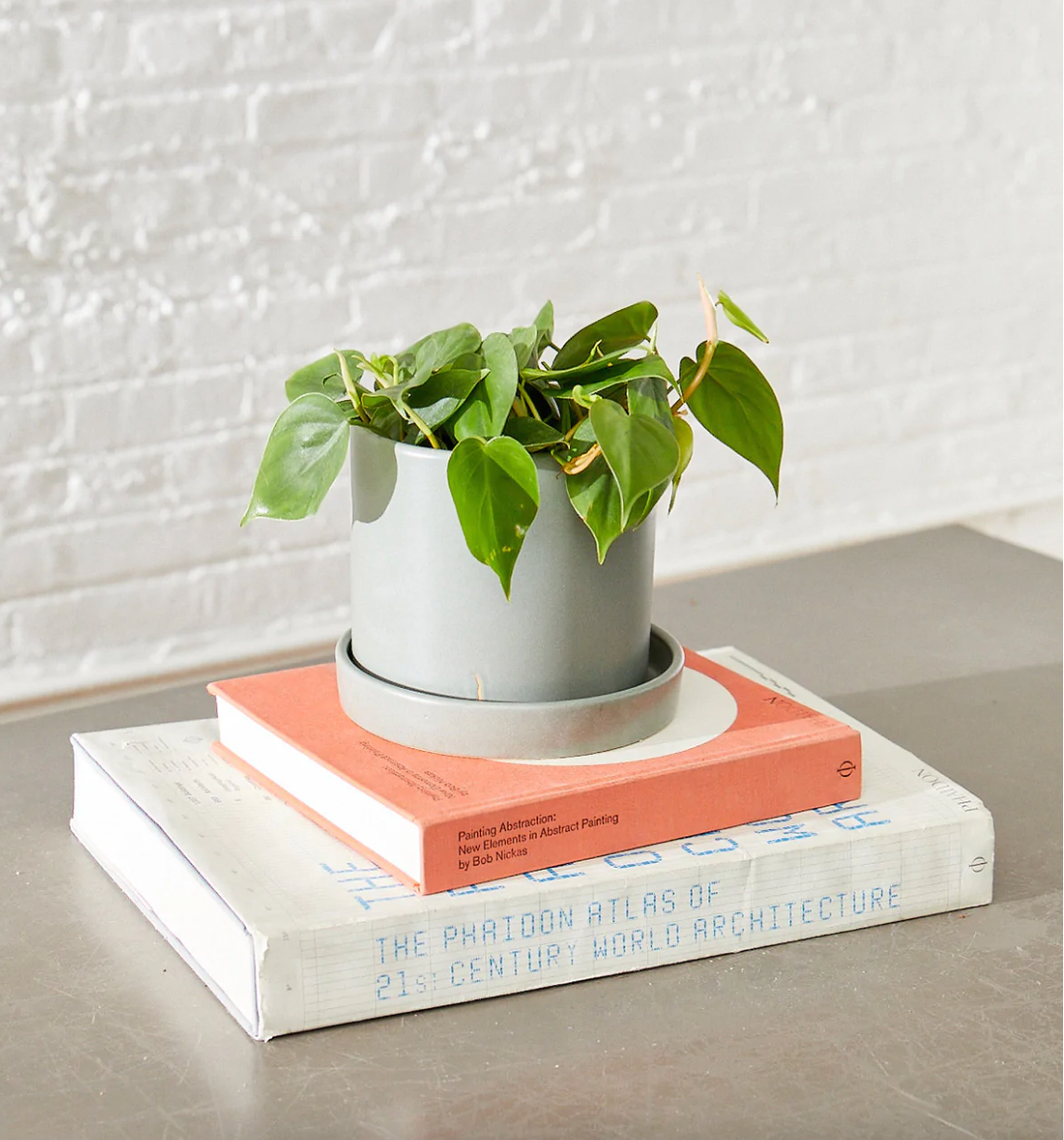 37 Low-Light Houseplants That THRIVE in Darkness