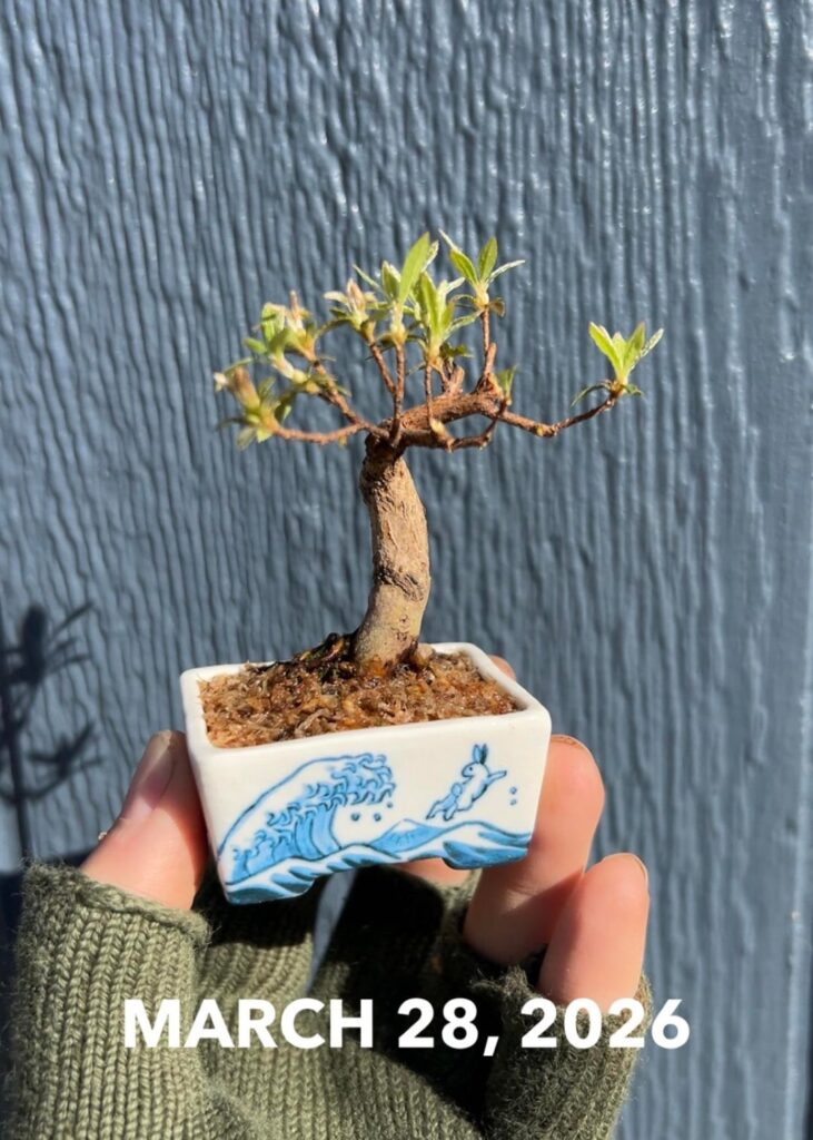 Satsuki Azalea a few years from cutting