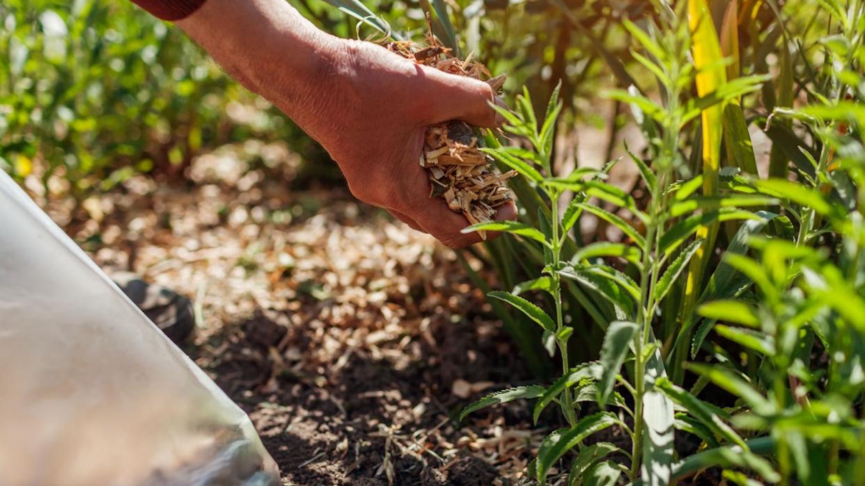 Gardener mulching summer garden with shredded wood mulch. Man puts sawdust and leaves around roses plants and veronica on flowerbed. Soil moisture protection. Weed suppression