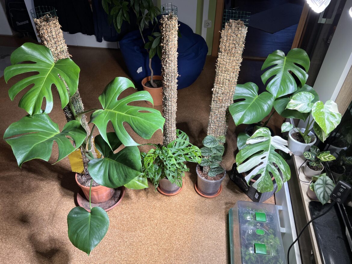 My young monstera family
