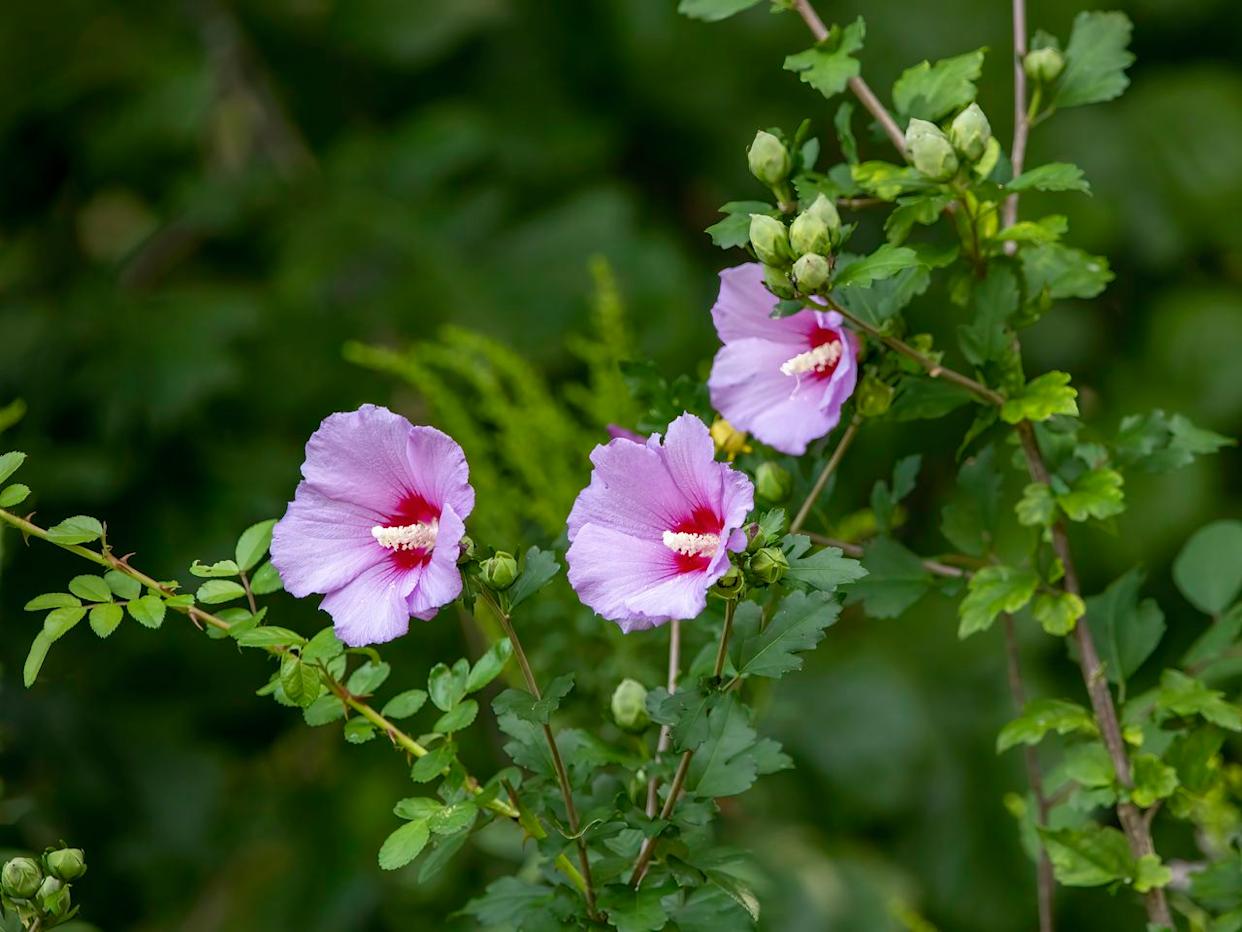 Credit: Ali Majdfar / Getty Images