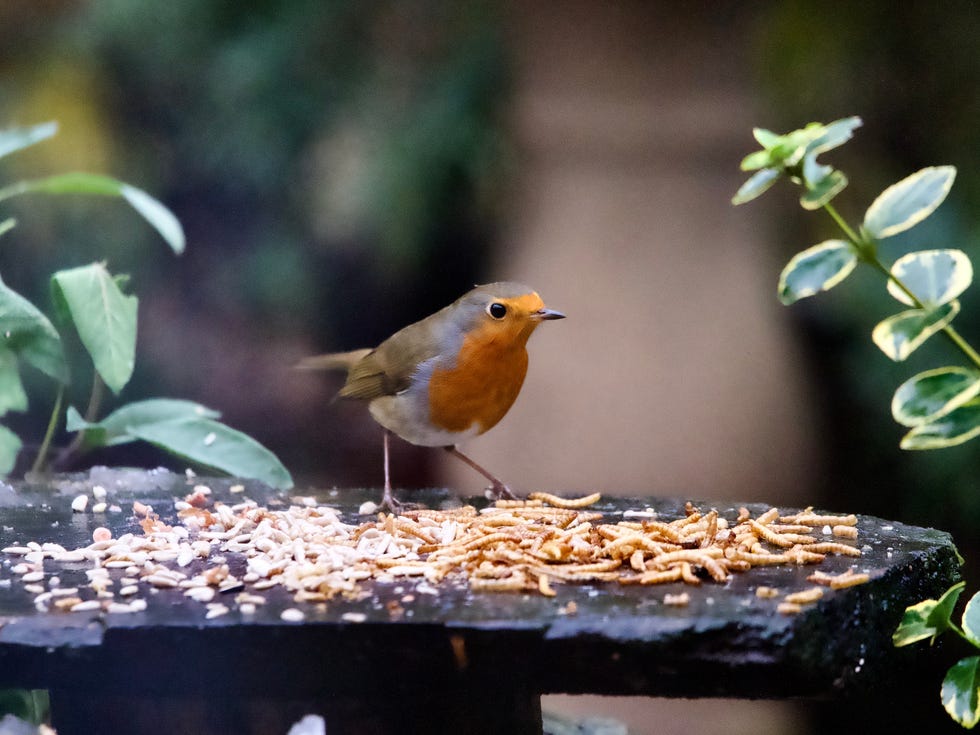 robin garden bird perched on a garden bird table