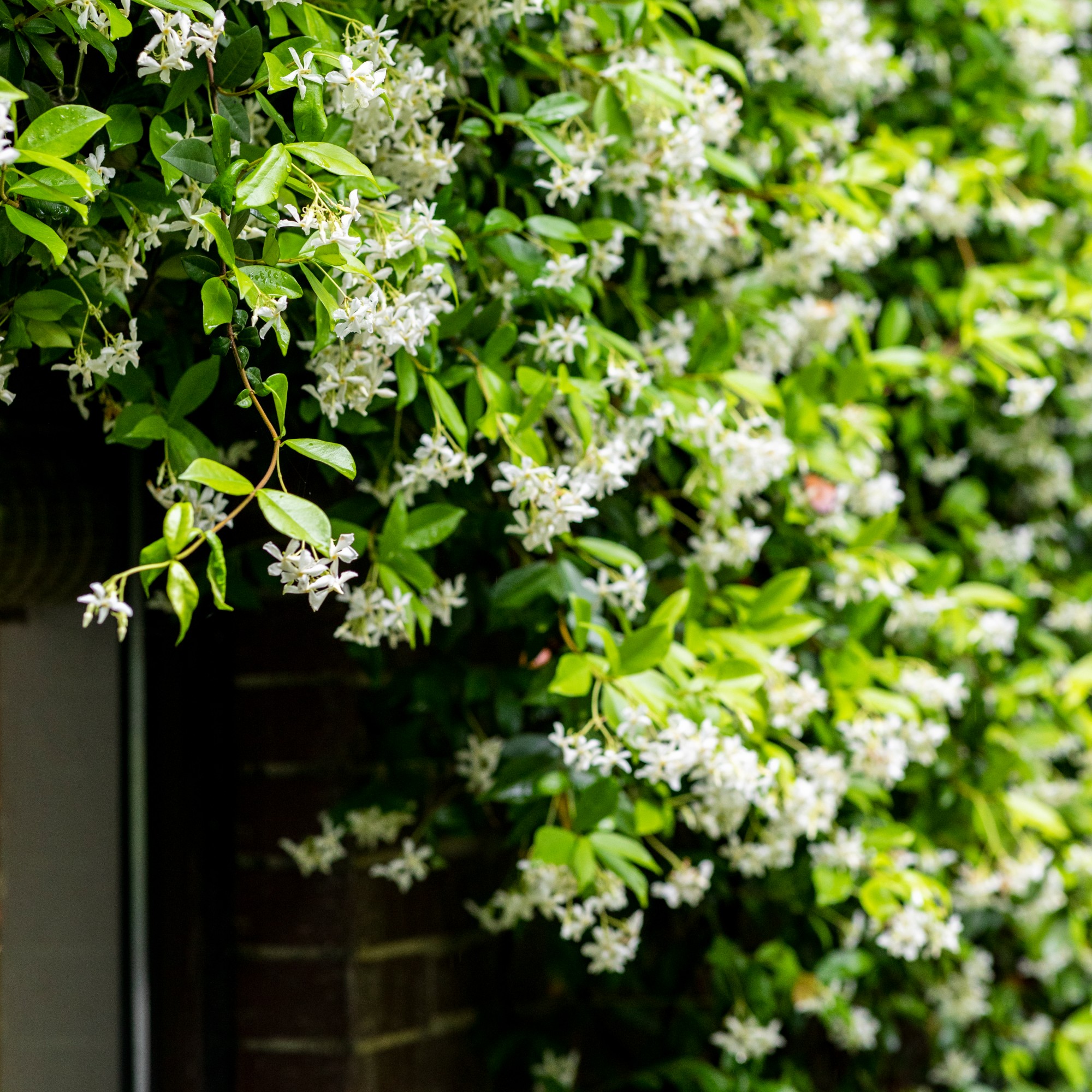 Jasmine plant