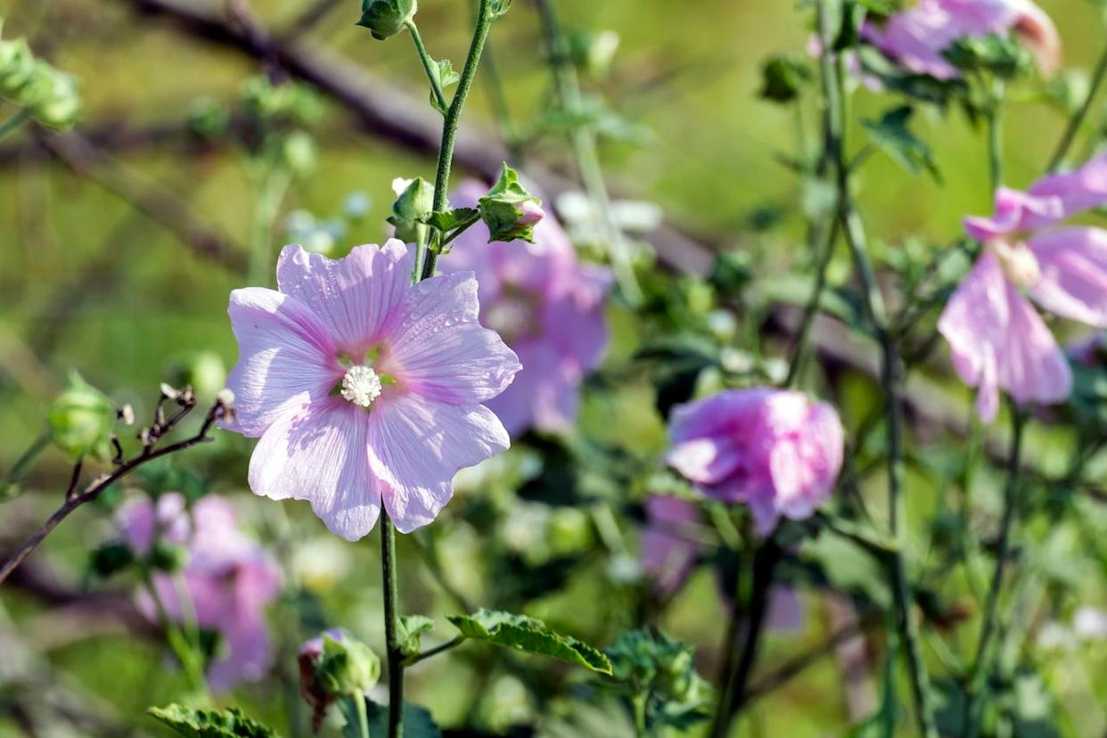 Lavatera thuringiaca, native central and southeastern Europe mCredit: Getty Images / Lastovetskiy