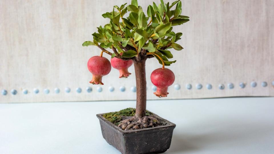 fruit plant dwarf pomegranate, with background of a beautiful blue sky with white clouds. The name derives from the Latin malum and granatum