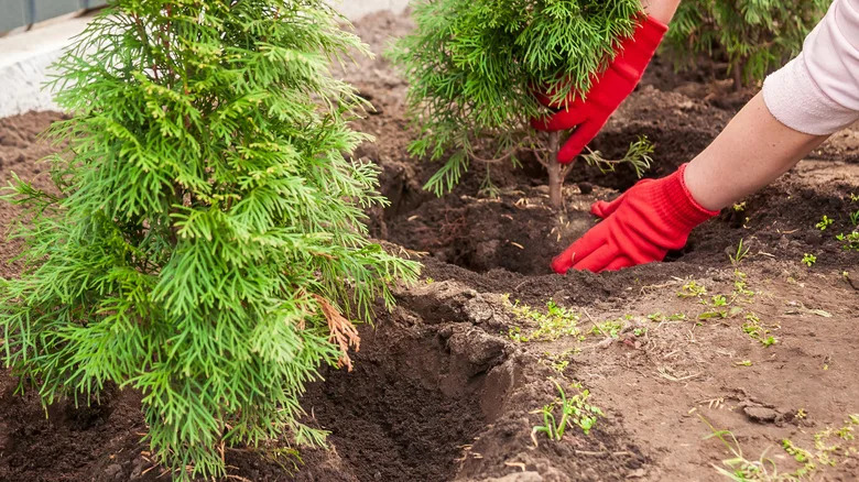 Planting a small evergreen in the yard
