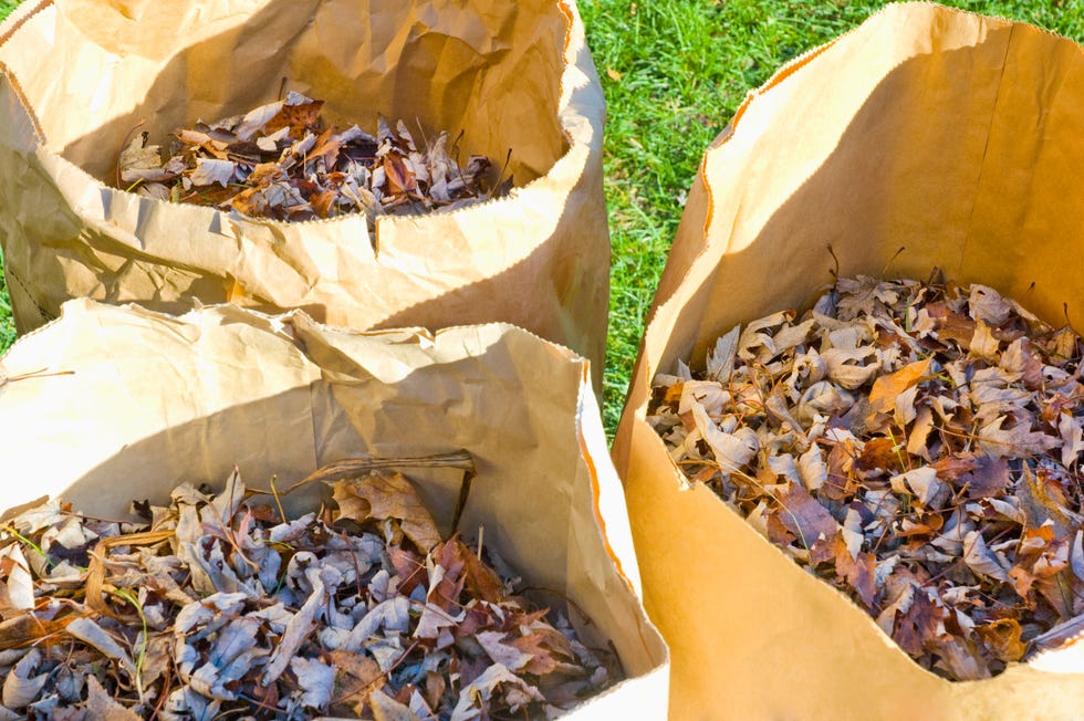 Yard bags with leaves Yard bags with leaves