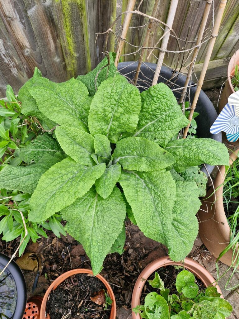 Are these weeds? I cant recall what I had in each pot last year so trying to work out what to pull up and what to leave!