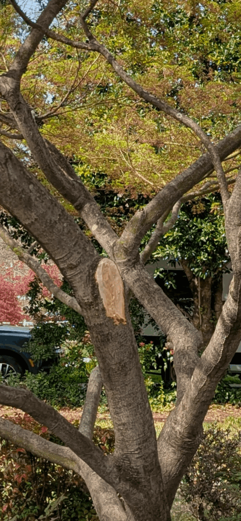 Contractor backed their truck into a large branch on our Japanese Maple and broke it off. Will the tree be fine?