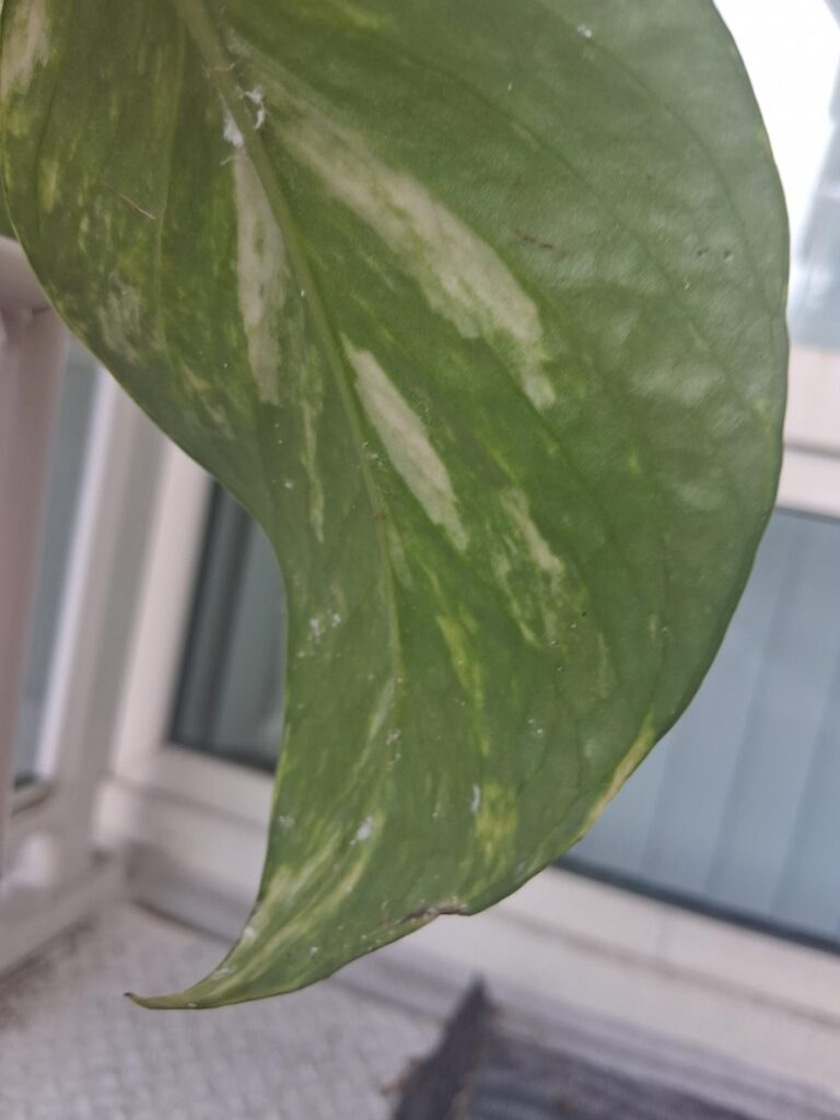 What is this?