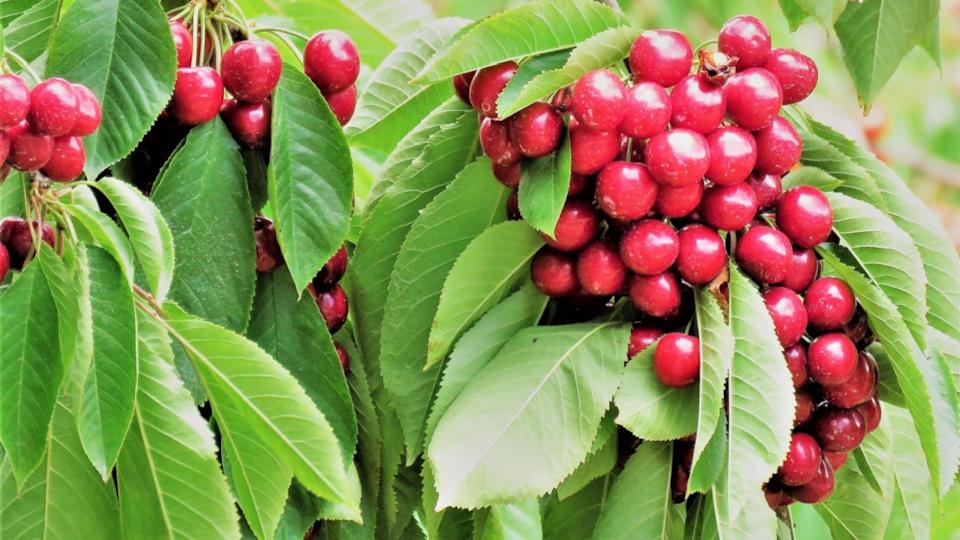 South Island,New Zealand, Dec,2017, Cherry fruit tree in a sunny day at New Zealand. During summer every year cherries can be widely found in New Zealand. Cherries grows happily during summer as it is