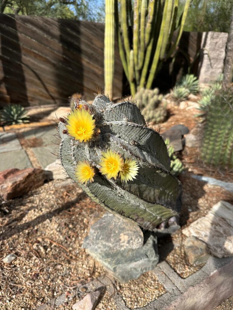 Astrophytum