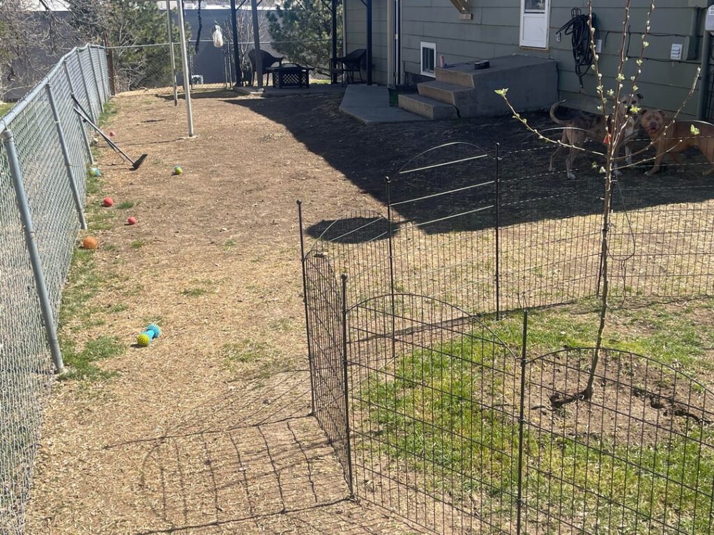 Help fixing my backyard filled with rocks Help fixing my backyard filled with rocks