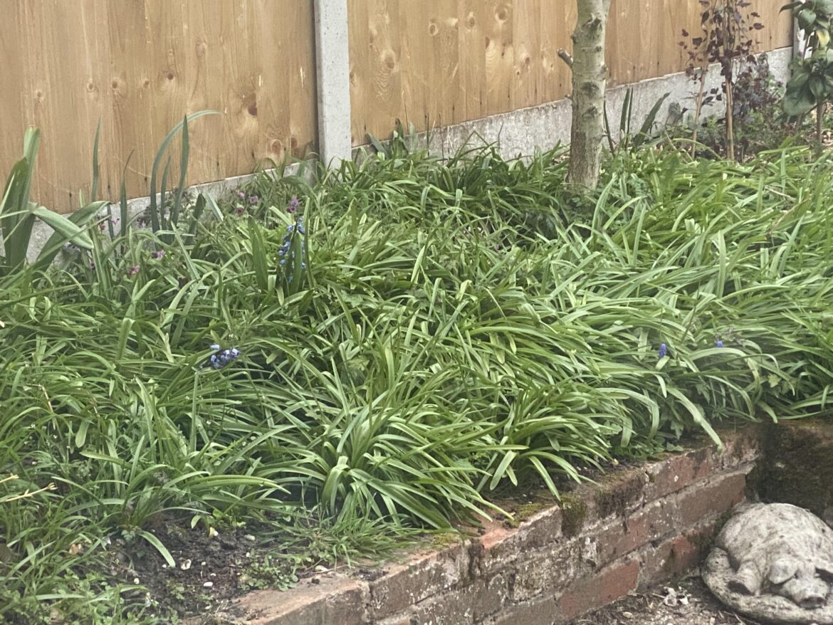 Is this another Spanish bluebell situation?