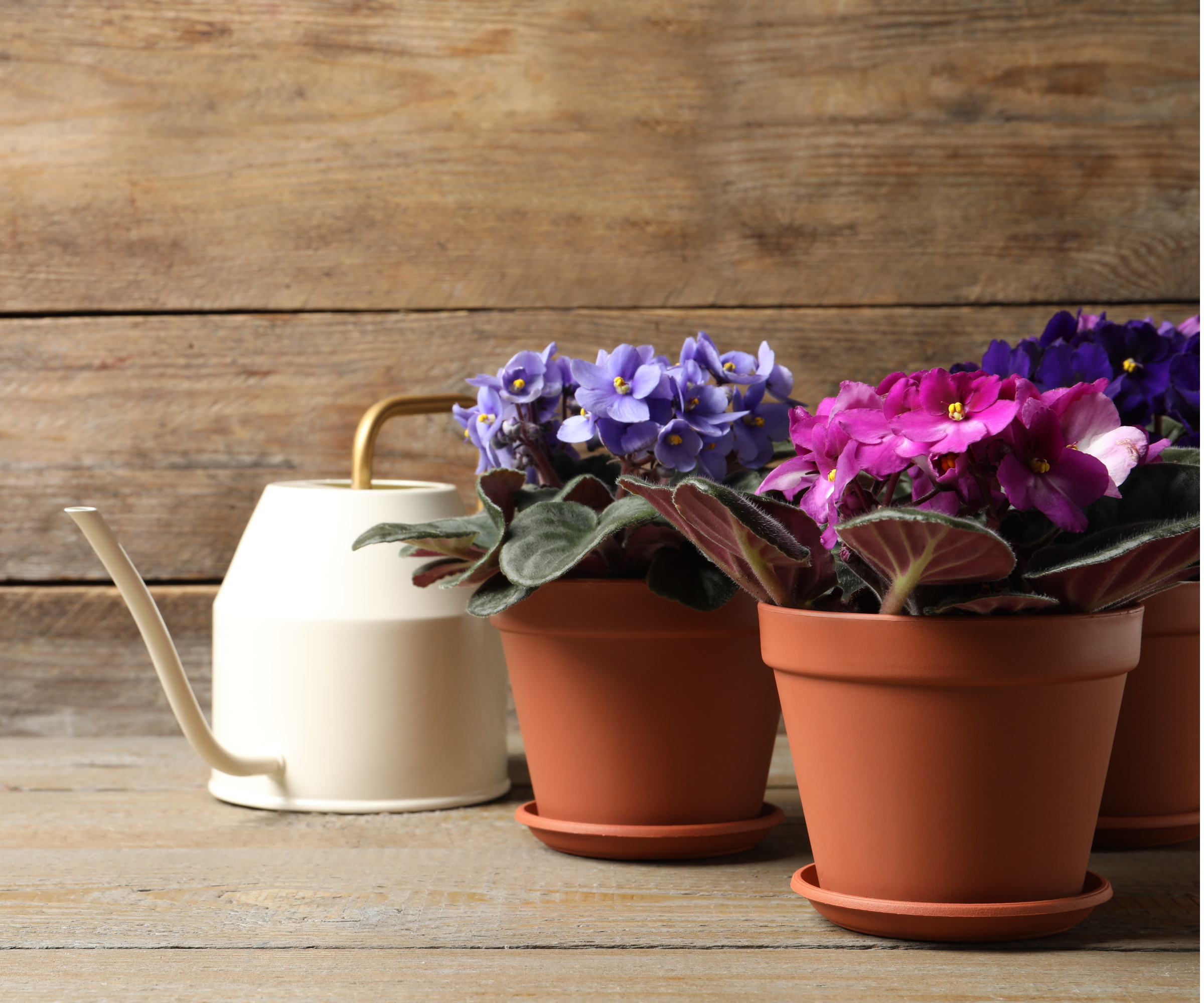 Watering African violets