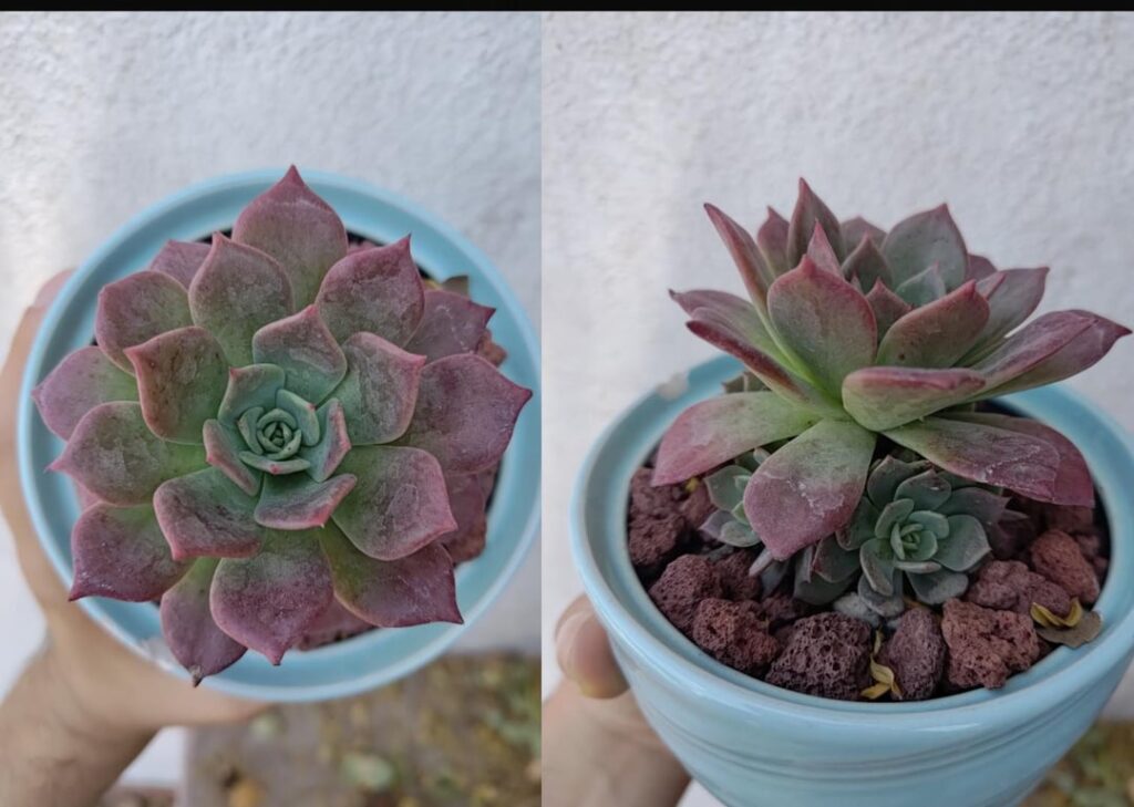 ID?