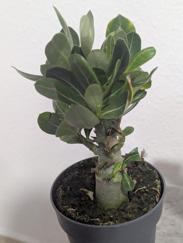 Just received