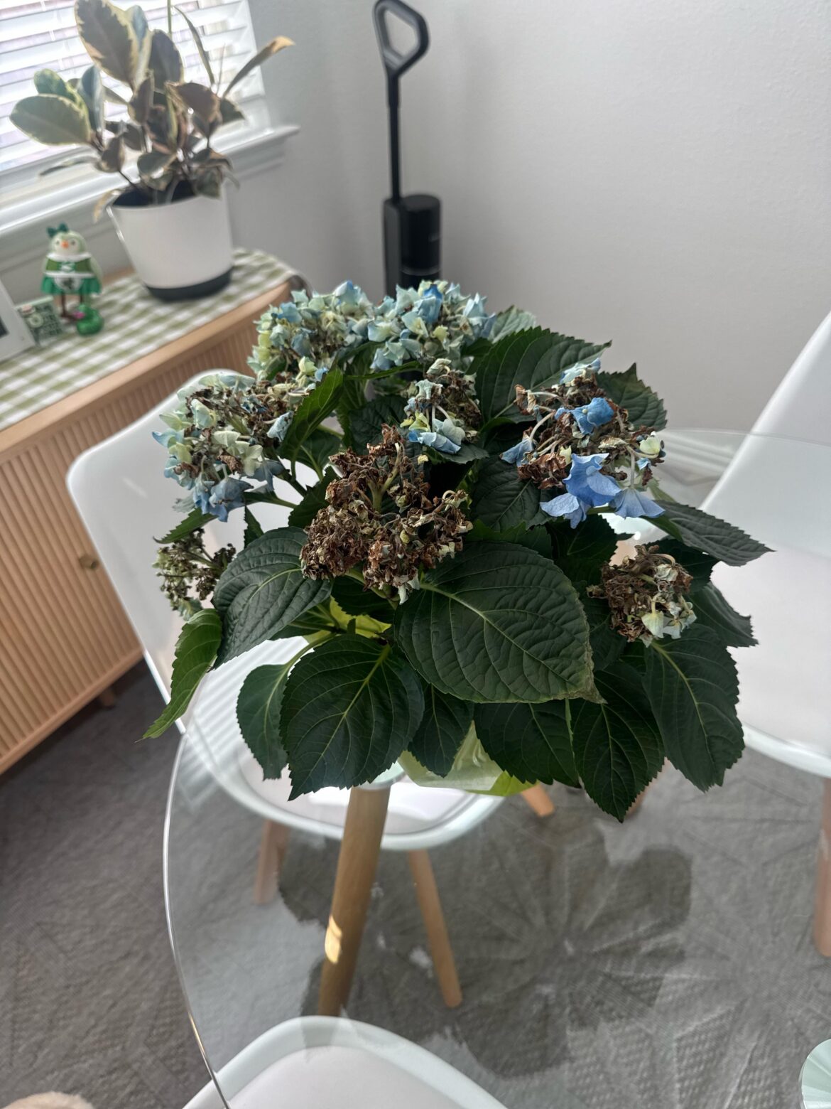 My hydrangea neeeds help.