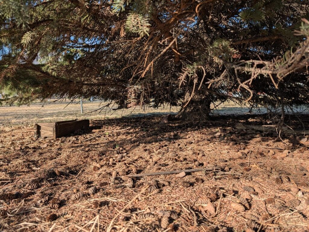 Pine tree seems to be growing at a tilt. How bad is it? Side question, I see people cutting the bottom 6 feet of branches on these trees, but personally I like the fullish look. Any reason to do that?