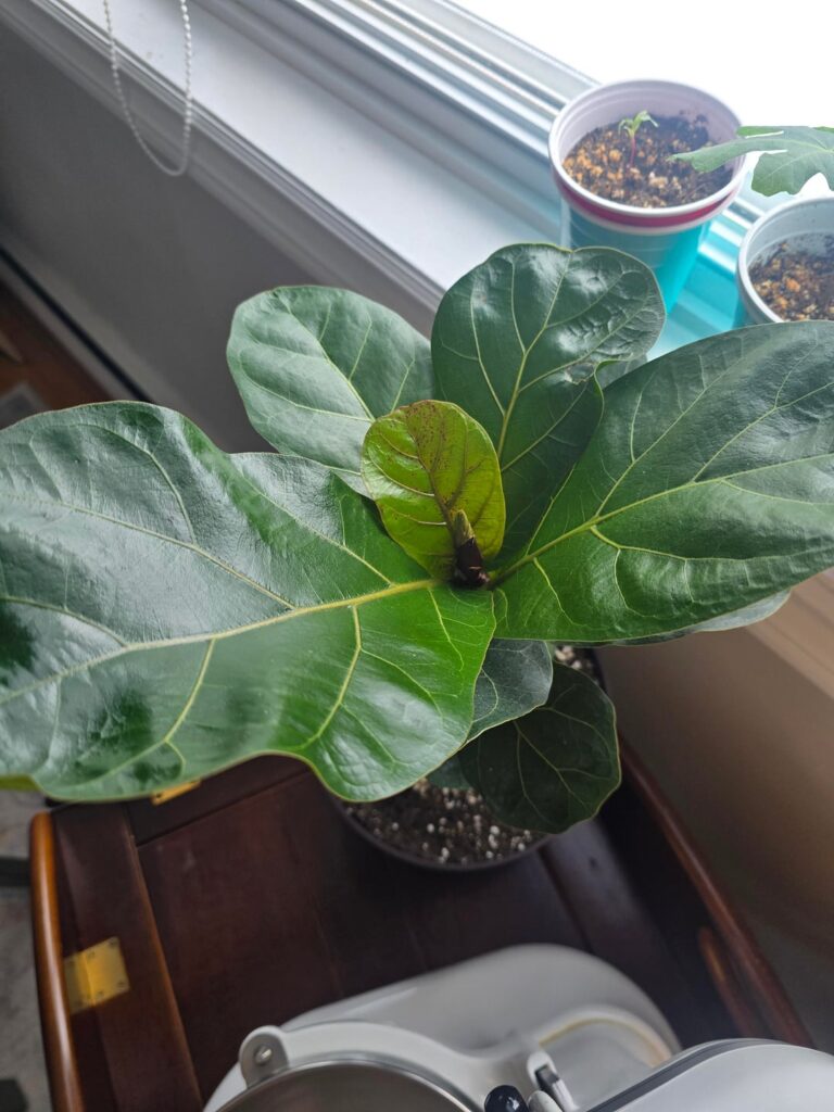What's wrong with this new growth?