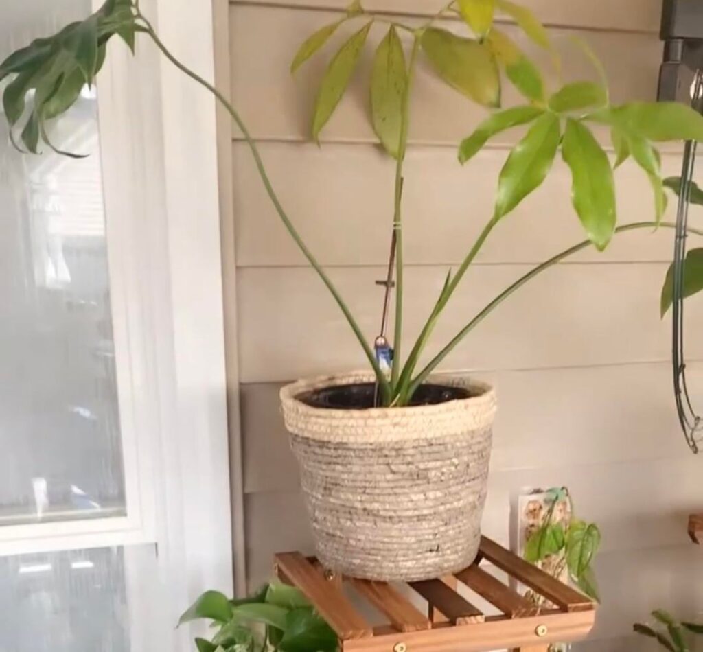 The plant that got away The plant that got away
