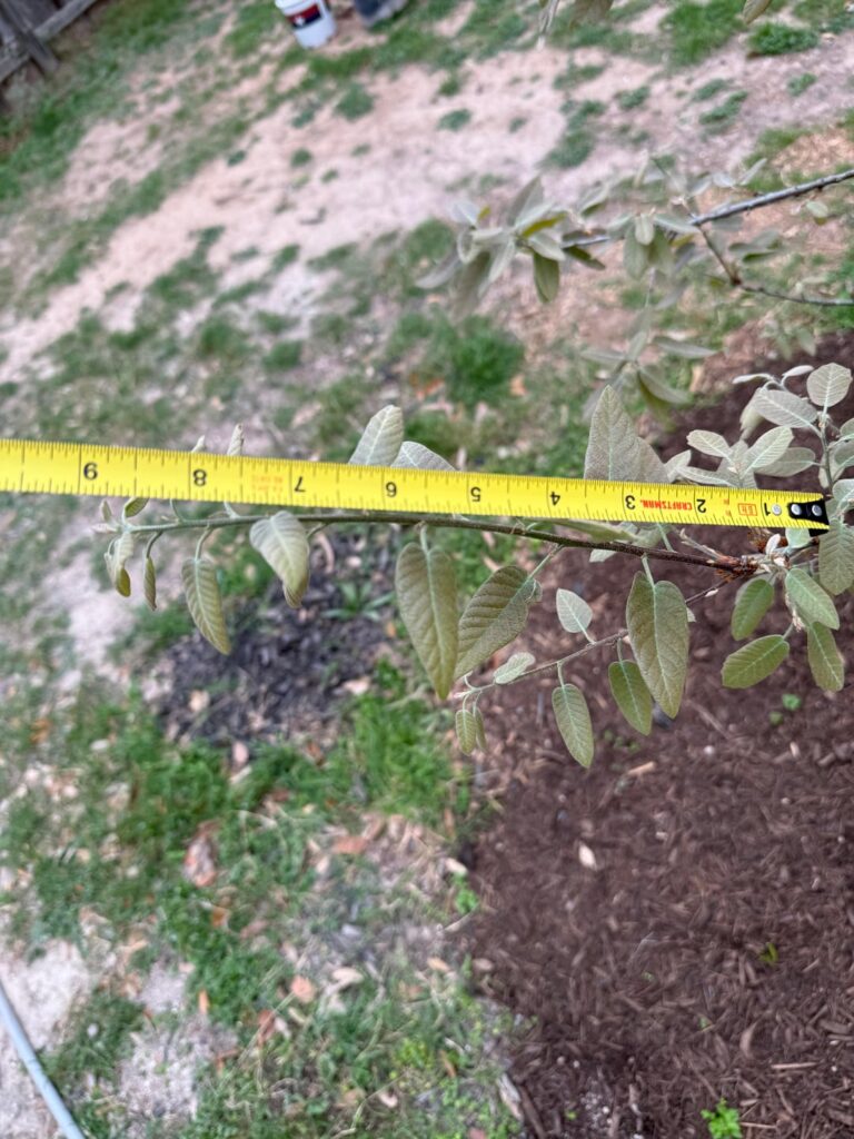 Monterrey Oak - grower and a shower