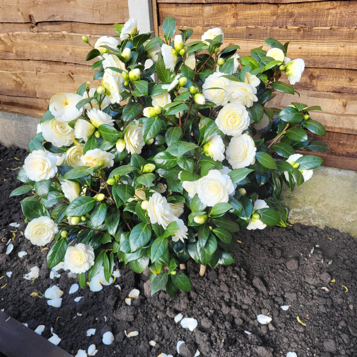 Camellia in full bloom