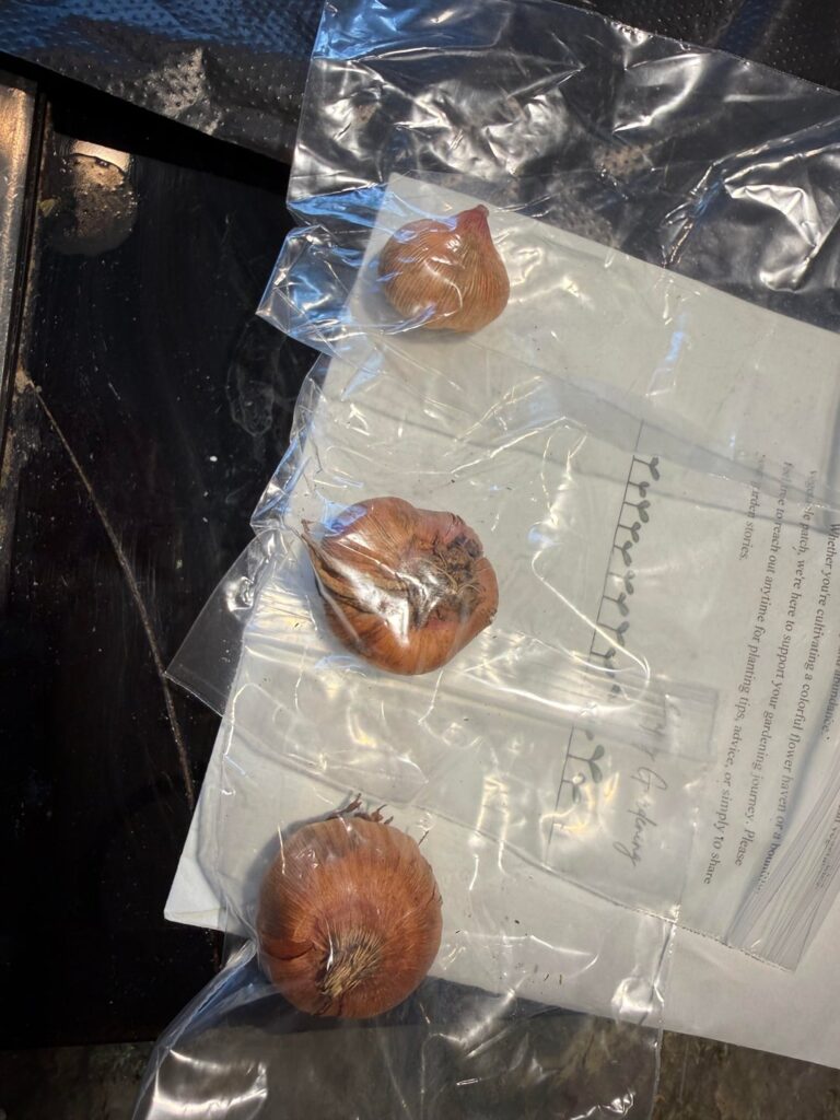 Mystery bulbs