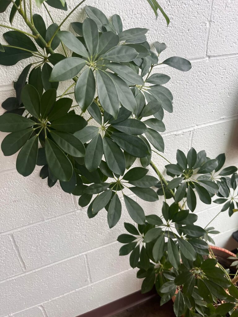 What is this? I love it so much