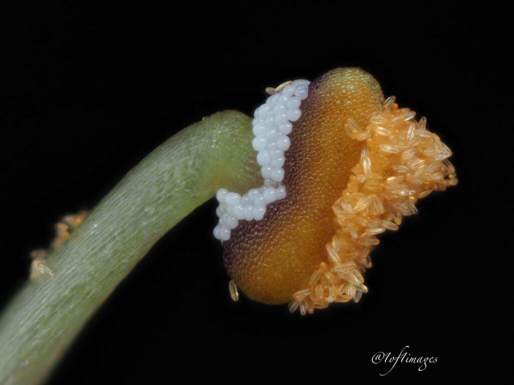 Found in Illinois, United States