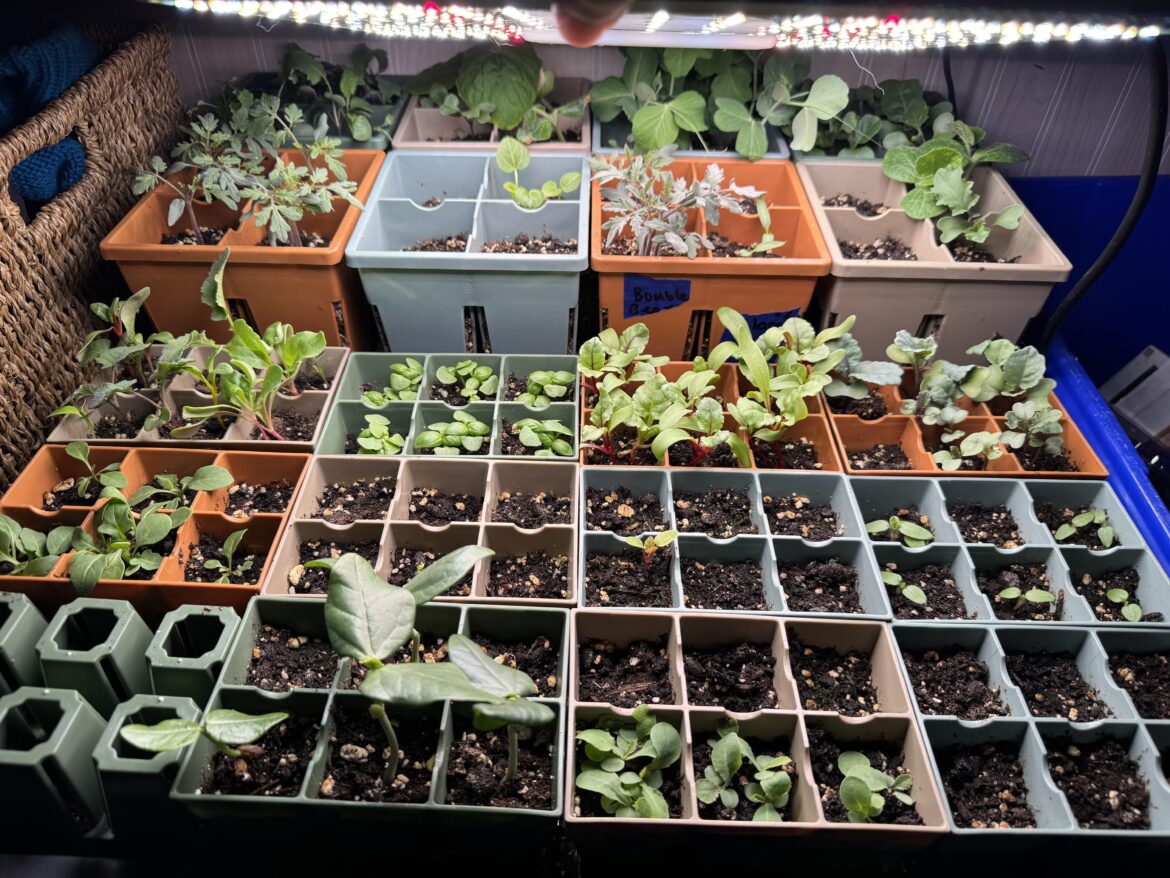 First time growing from seed First time growing from seed