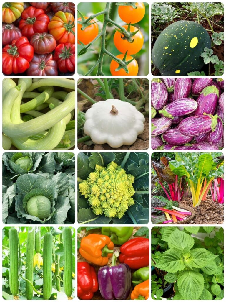 My garden lineup (theme: whimsy) My garden lineup (theme: whimsy)