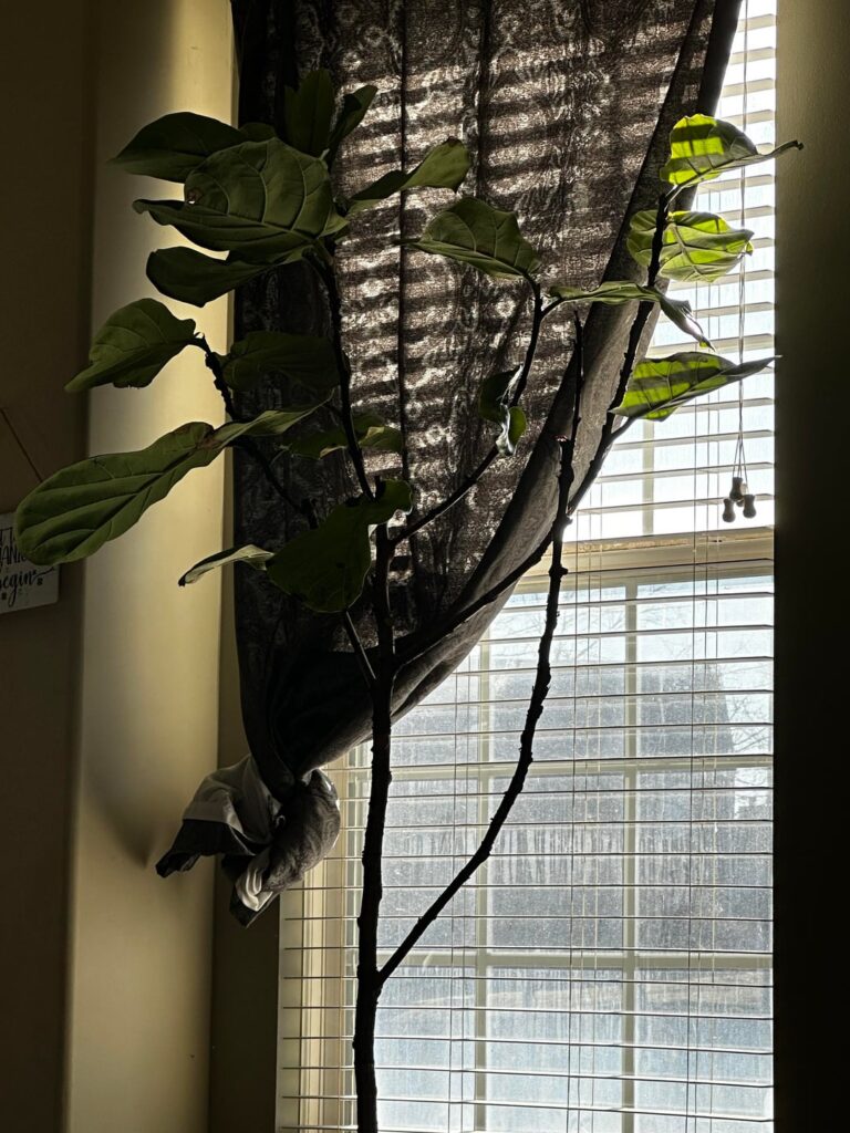 Losing leaves and where does new growth come from? Can I trim? Losing leaves and where does new growth come from? Can I trim?