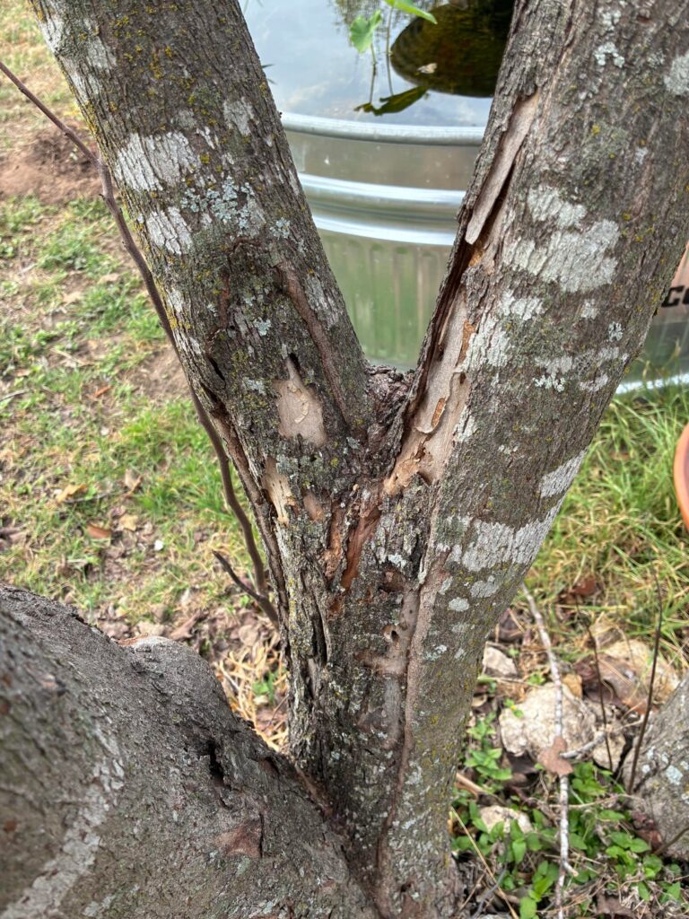 The eastern redbud tree in my yard has a weird area that looks like rot. Is it a disease?