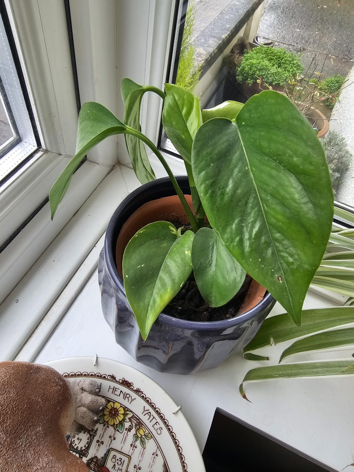 Is this a golden pothos?