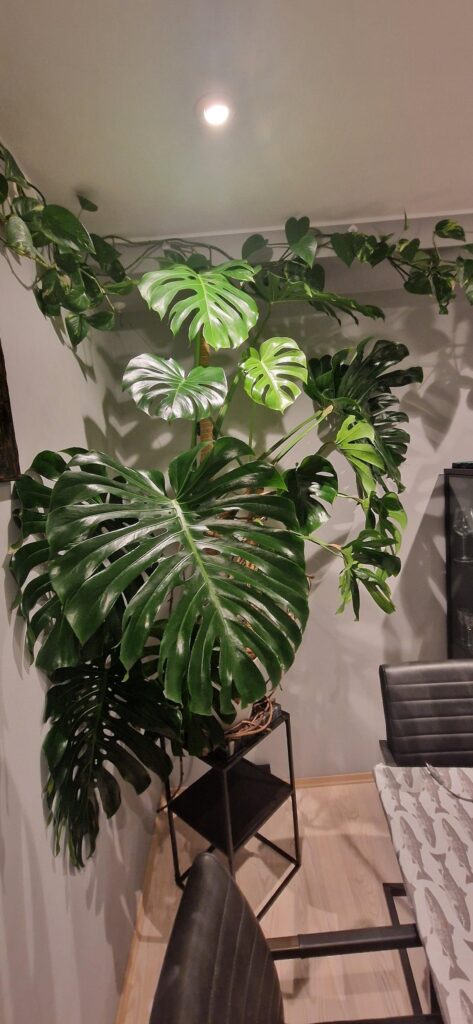 Monstera stem splits into almost to seperate plants Monstera stem splits into almost to seperate plants