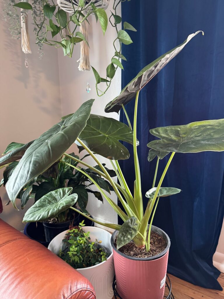 Help!! Is it time to repot my Alocasia? (Elephant Ear Plant) Help!! Is it time to repot my Alocasia? (Elephant Ear Plant)