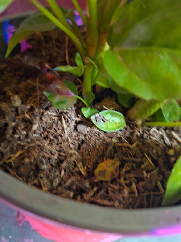 New plant not sure what it is or how i take care of it please help! New plant not sure what it is or how i take care of it please help!