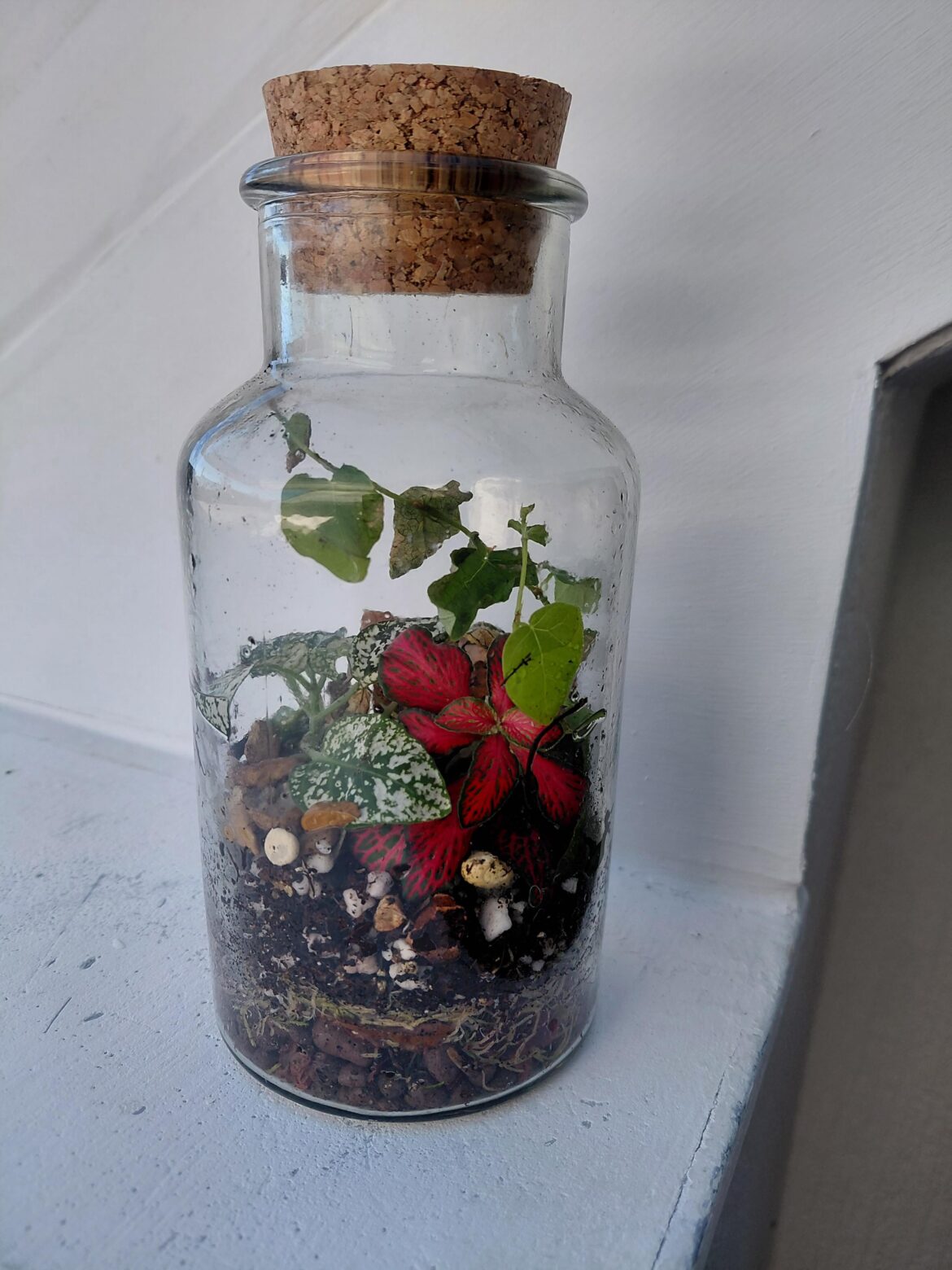 How often do I water this thing?