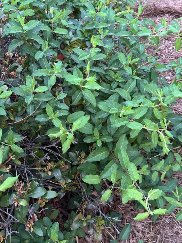 What is this?