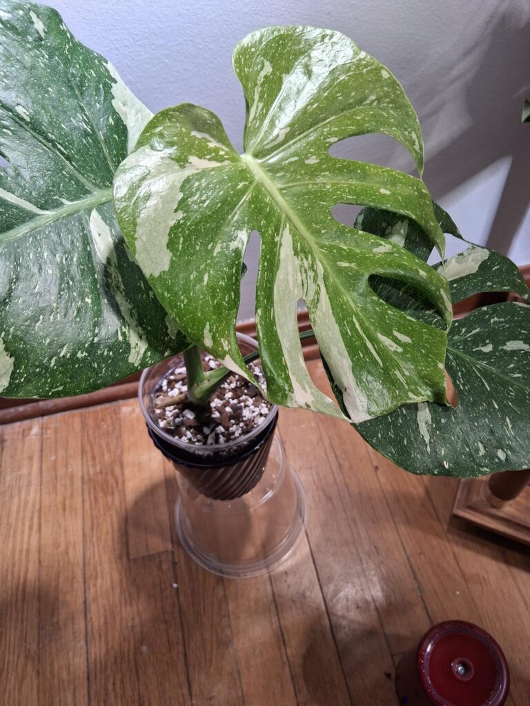 My girls newest leaf finally unfurled. 🥰
