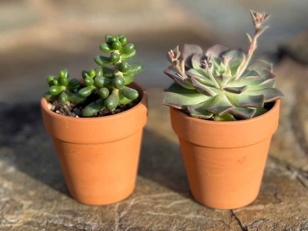 I asked my husband to take glamour shots of my new babies and he DELIVERED (as usual) 😍😊✨🪴💕🤩🤗