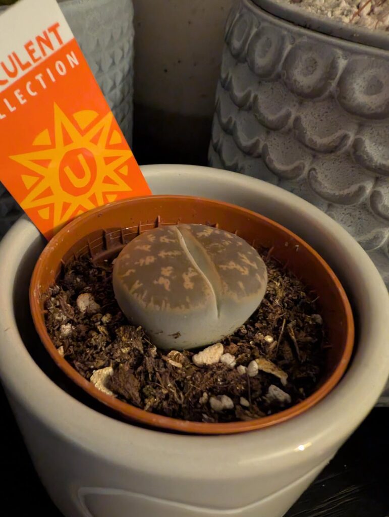Should I water my lithop?