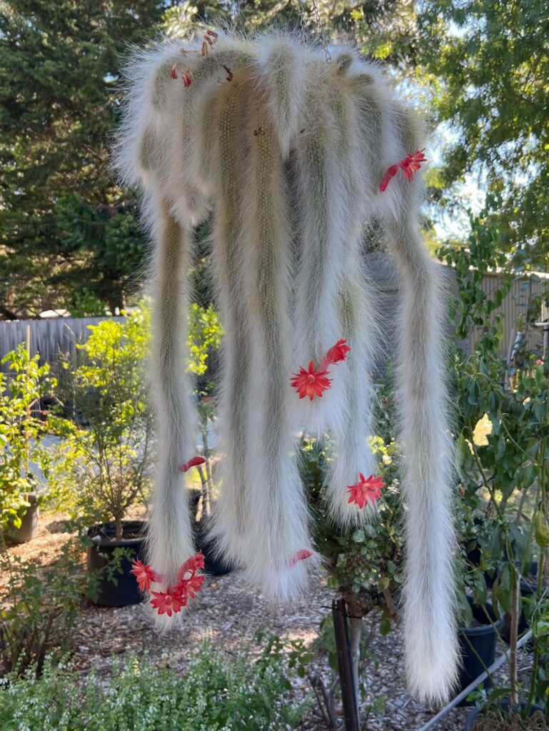 My monkey tail is looking stunning at the moment!