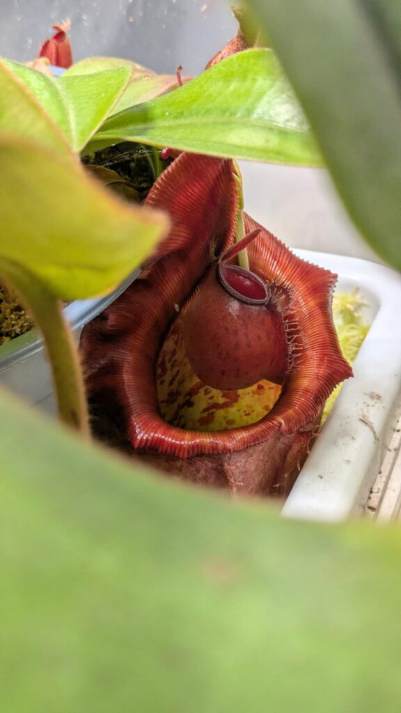 Such a "pick me girl"...