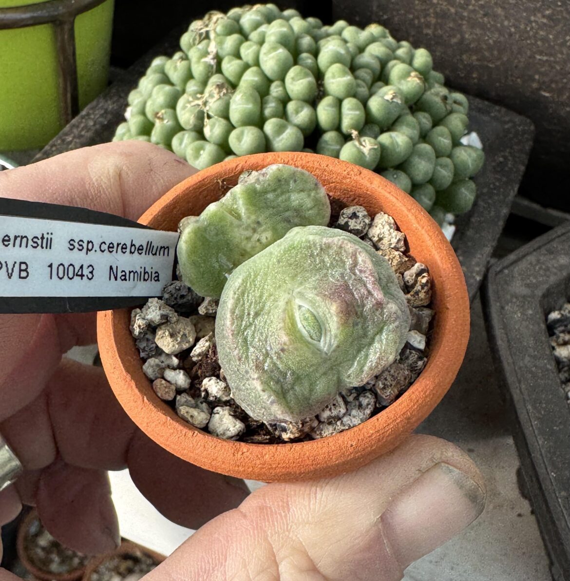 Cono ernestii ssp. Cerebellum sticking its toungue out at me! Its gone a nice colour recently too